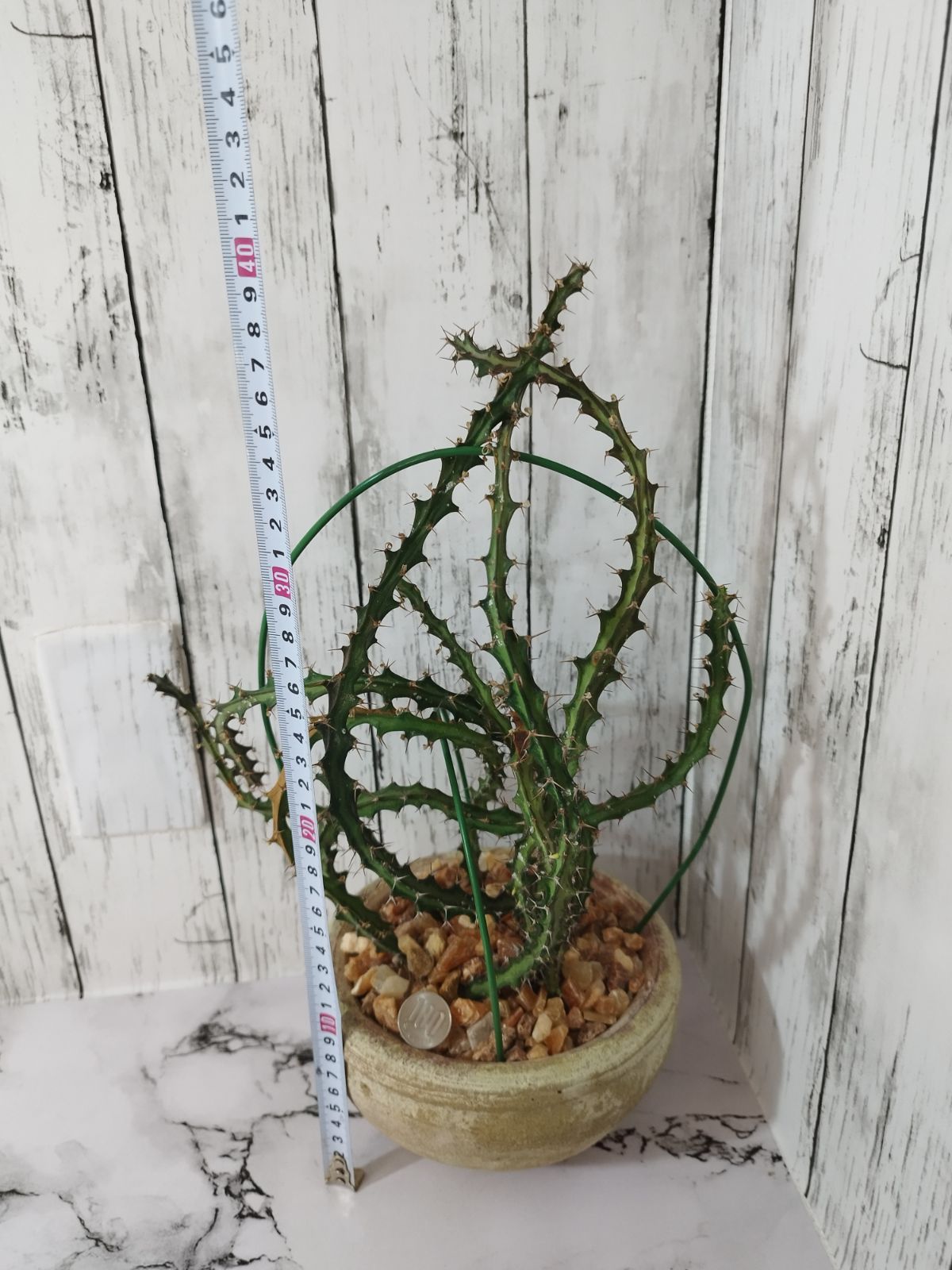 洋風鉢&化粧石仕立て 】ユーフォルビア クンチー Euphorbia knuthii 狗