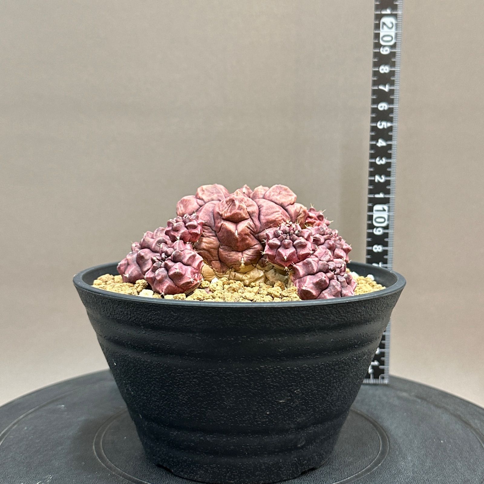 ファッションニュース Gymnocalycium Day Dream ギムノカリキウム デイドリーム サボテン no.687 耐久性