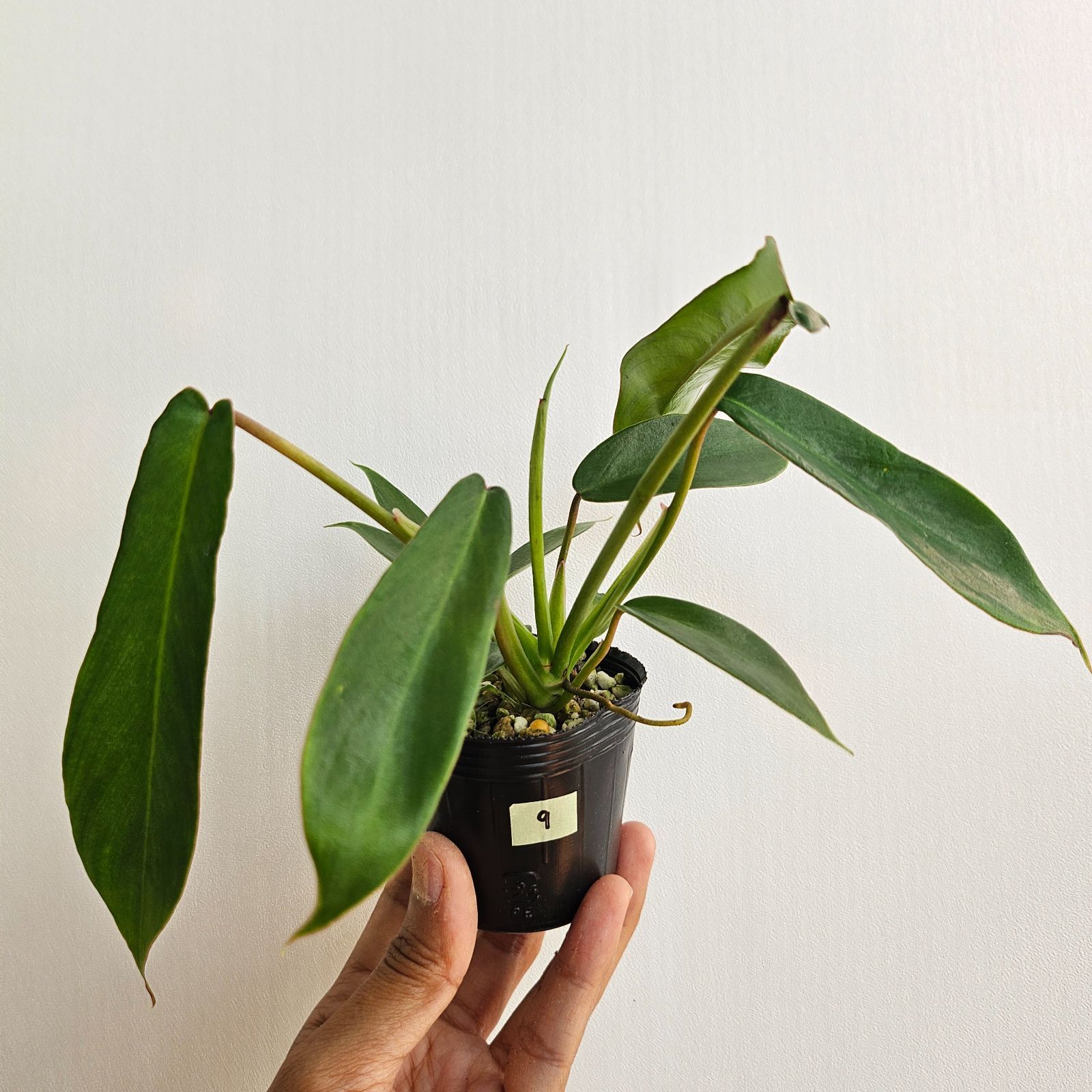 ⑨〔フィロデンドロン ジョーピー〕 Philodendron Joepii 観葉