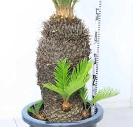 観葉植物 庭木 大型 幹太 ソテツ 12号鉢(蘇鉄・そてつ) 子株付き