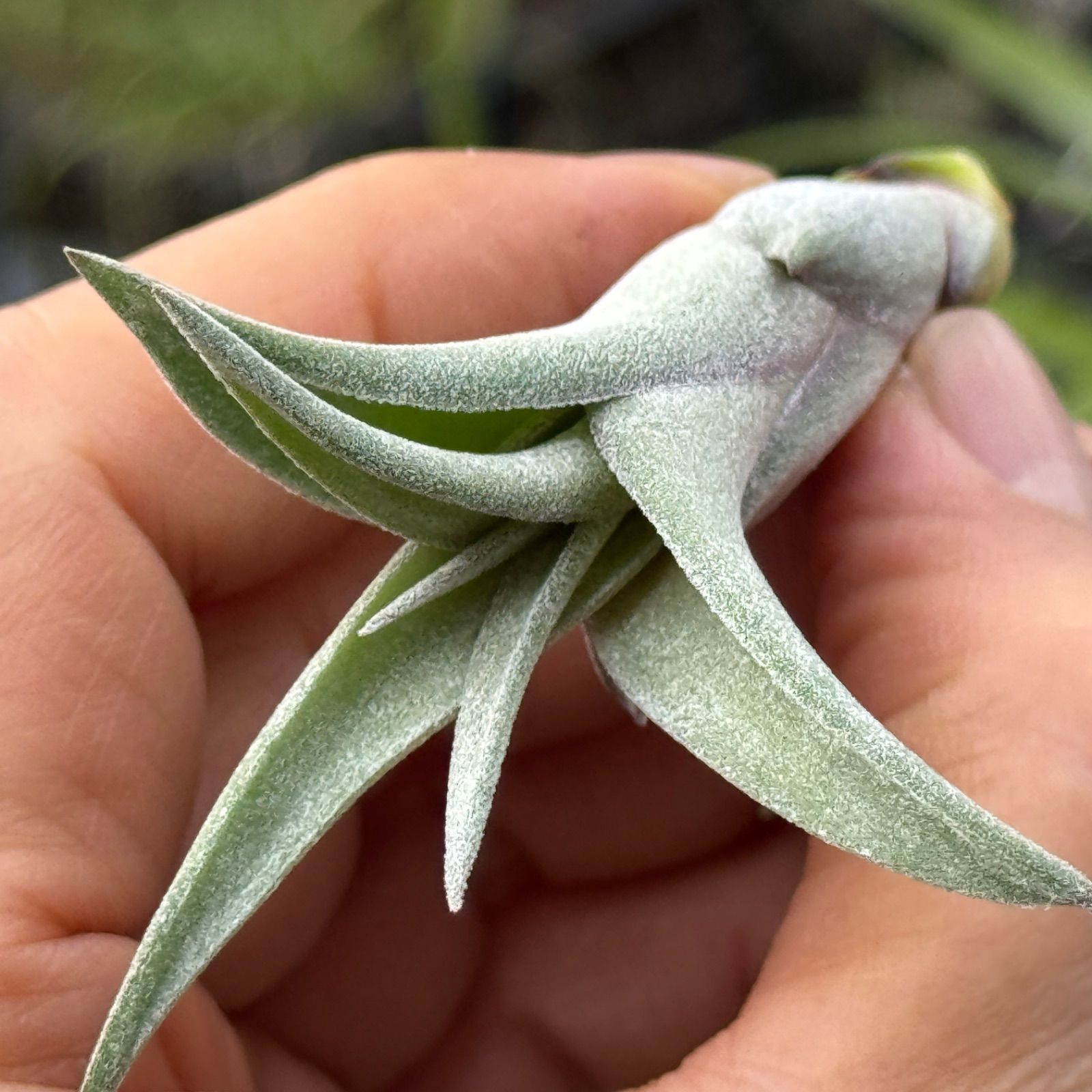 Tillandsia Curly Fatso #3 【ラスト株】 Tillandsia Ionantha Curly