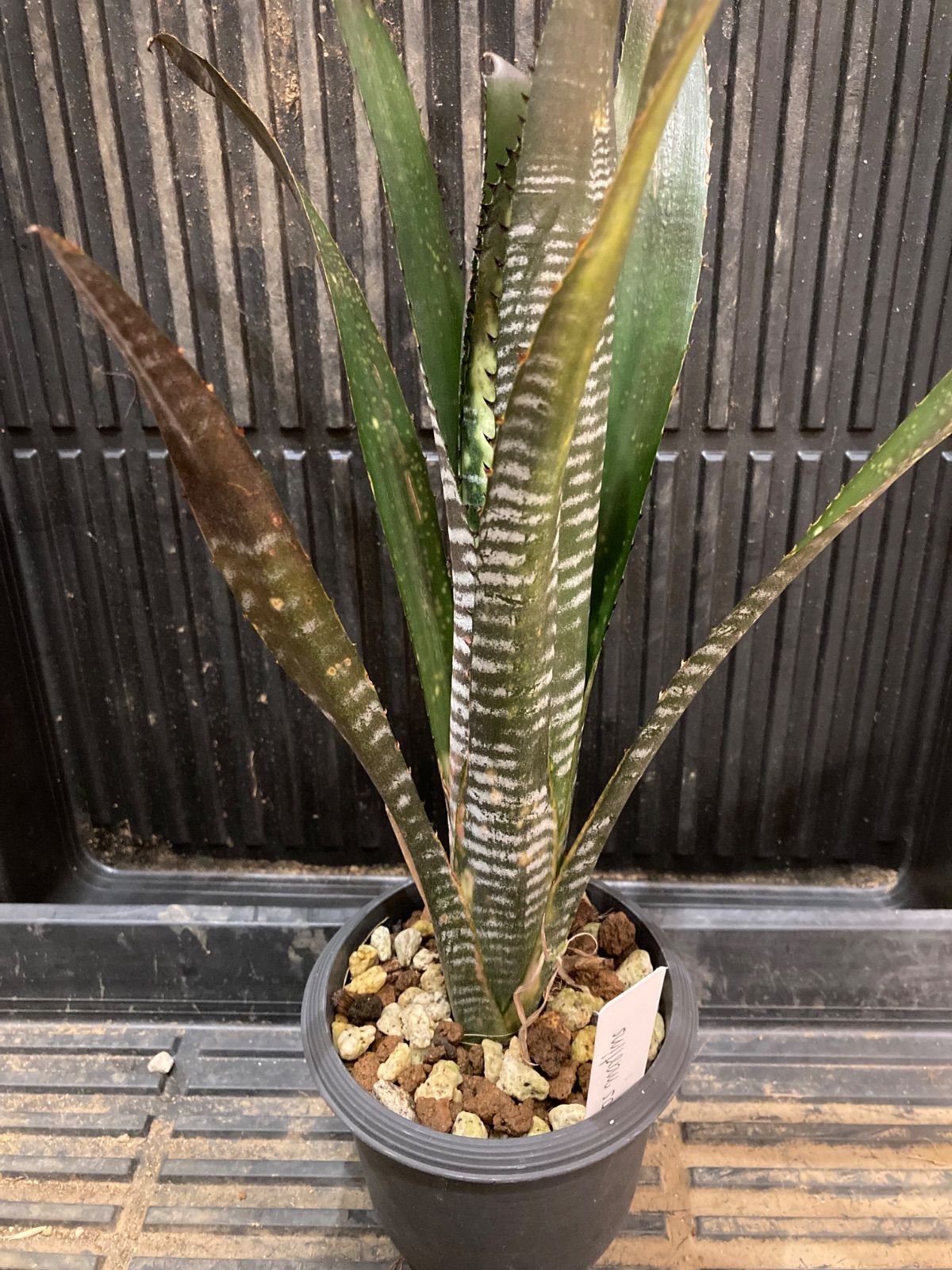 送料無料】Billbergia 'Dorothy Berg'〔ビルベルギア〕現品発送B0279