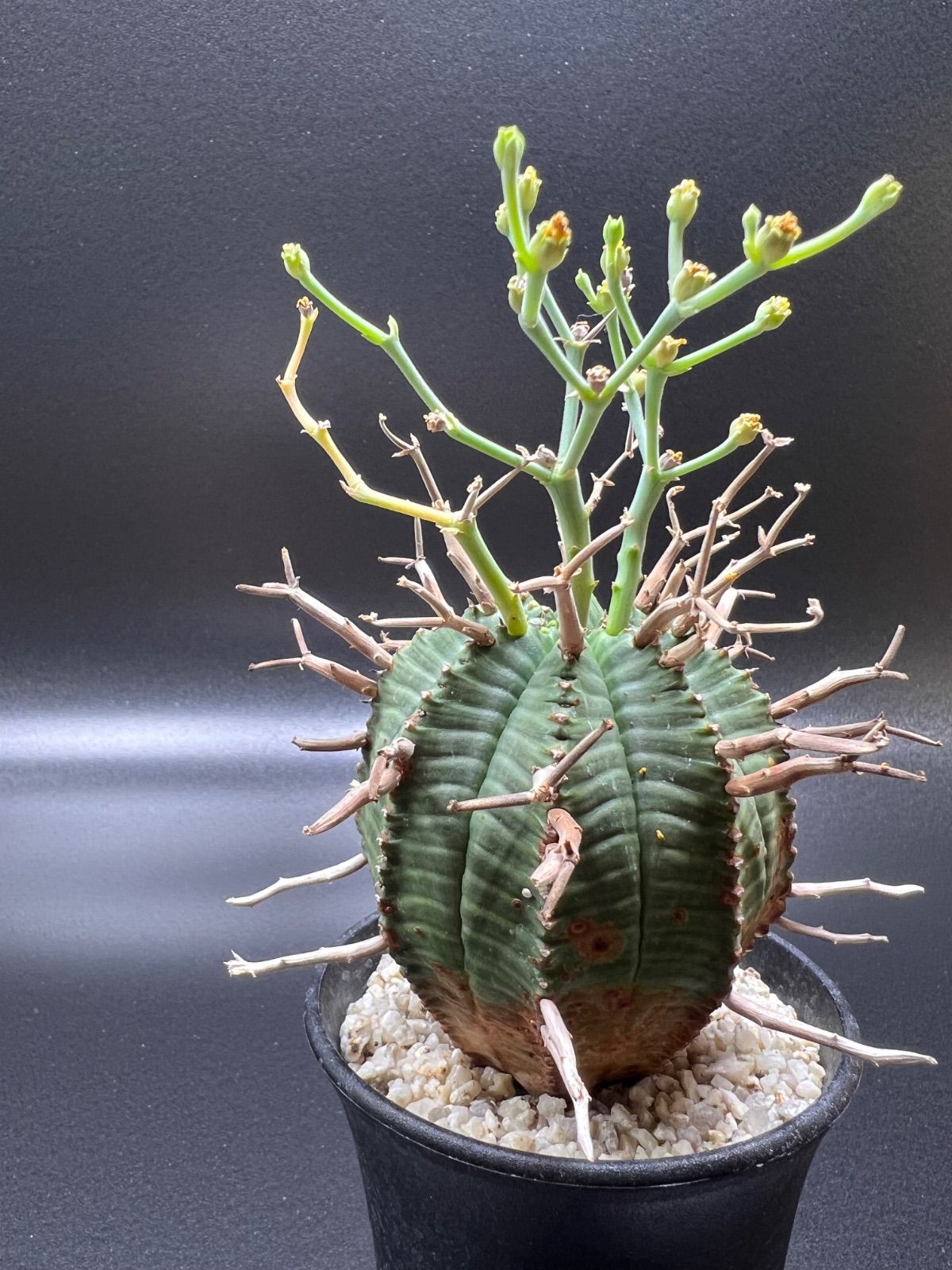 ユーフォルビア スーパーバリダ 美株】ユーフォルビアバリダ 国内実生