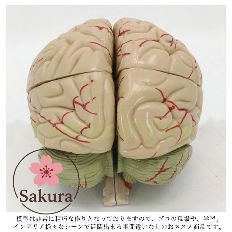 頭部解剖模型 約30cm 頭蓋骨22分解キット，マルチカラー仕様 | 日本