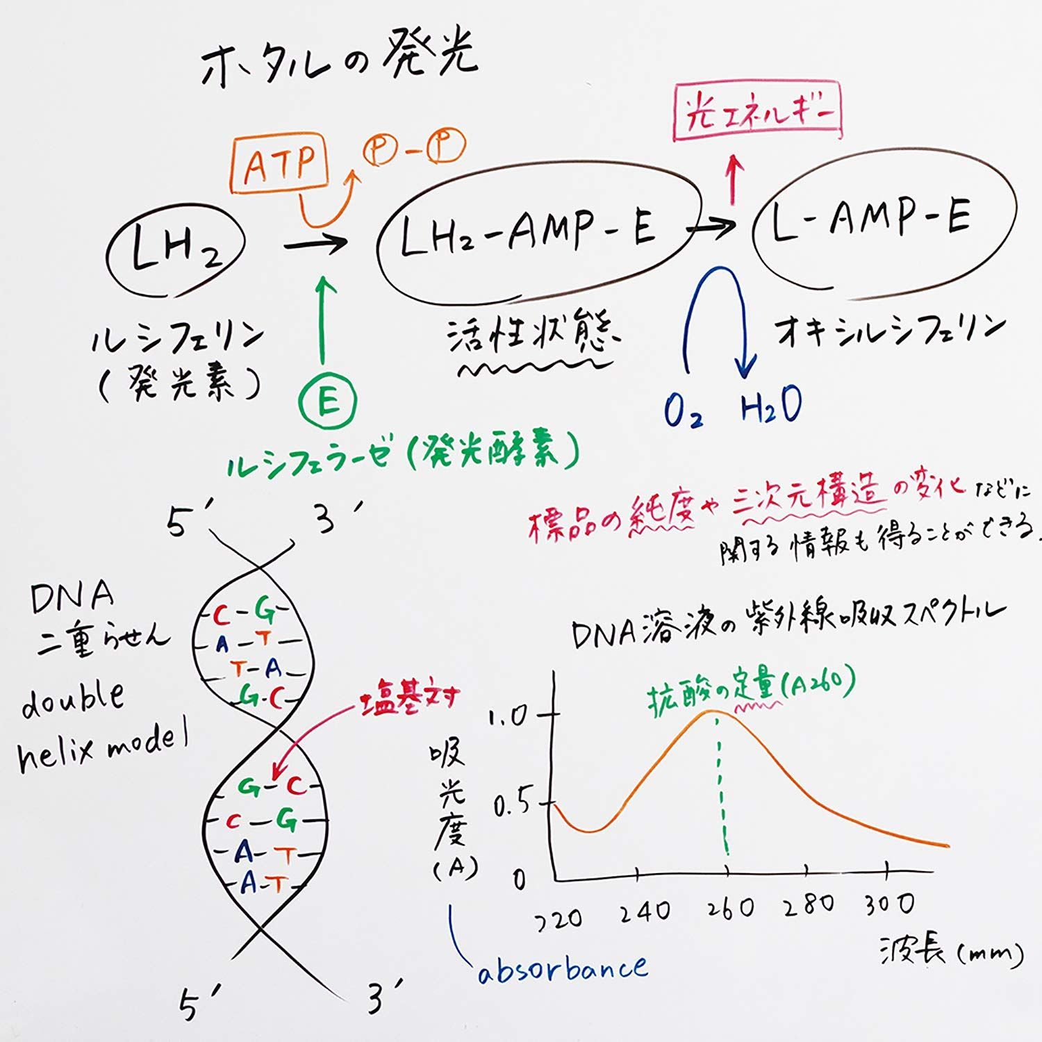 ぺんてる