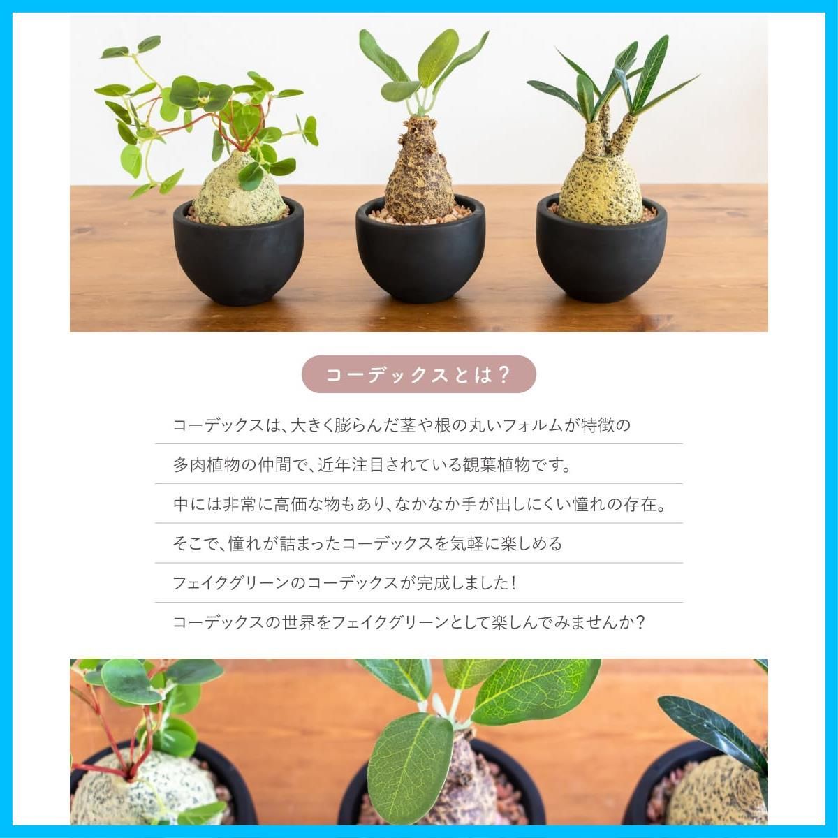 在庫 消臭アーティフィシャルグリーン グリーナリーライフ Gracilius エクリア コーデックス Sサイズ グラキリス 1個 フェイクグリーン WWW_OLIVIERBERNSTEIN_COM