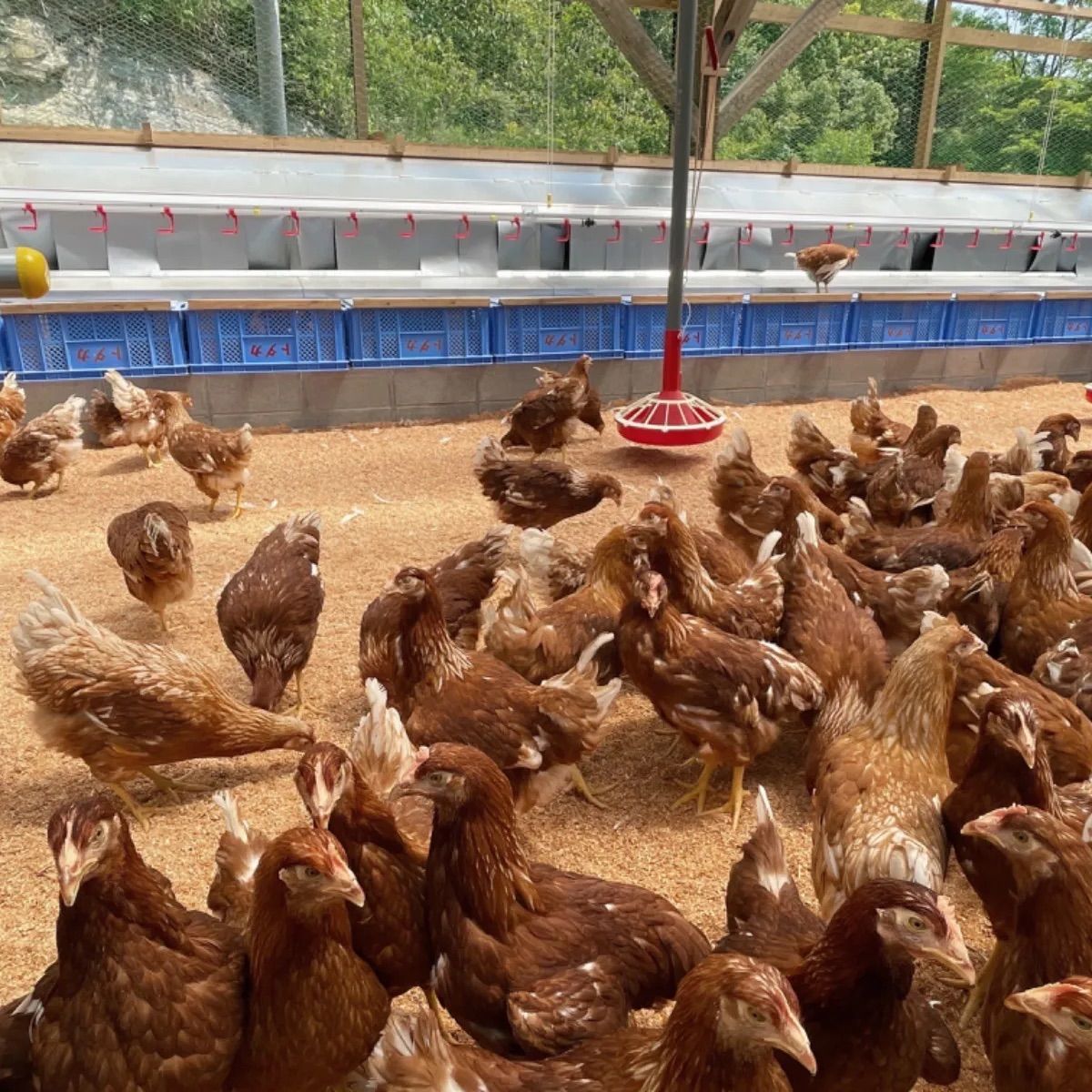 クール便? 小玉サイズ?平飼いもみじ玉子108コ