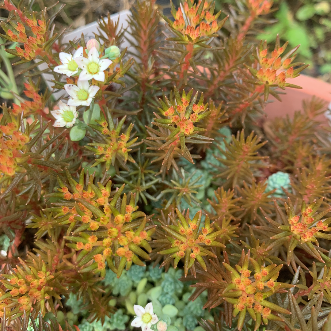 正規通販】 多肉植物 セダム チョコレートボール 5カット 植物/観葉