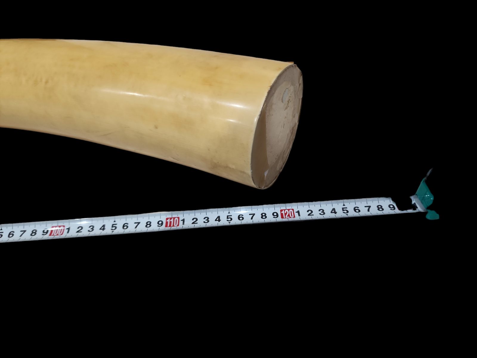 象牙風置物 練り物 一本 マンモス 特大 象牙風 置物 オブジェ