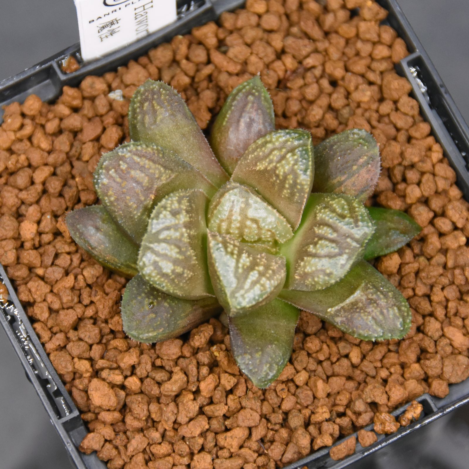 ミモザ イタリア産ミランドールとルナリアのハーフリース グレビレア