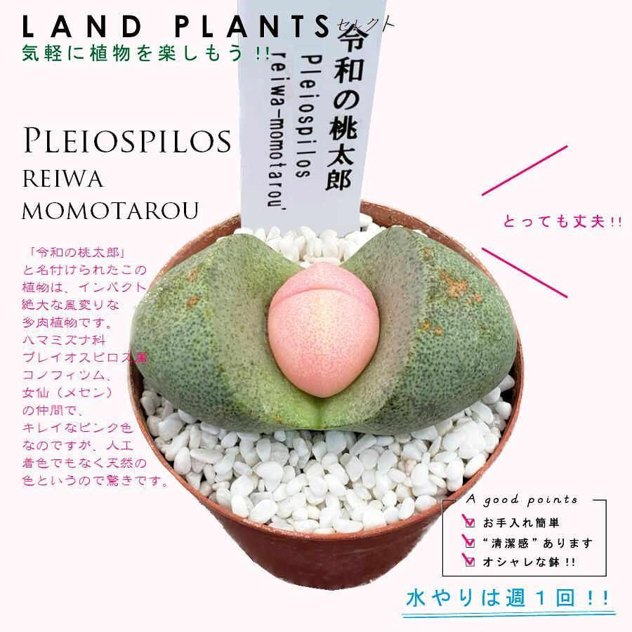 多肉植物 プレイオスピロス（令和の桃太郎） 2.5号 プラスチック鉢 レイワノモモタロウ Pleiospilos 'reiwa-m - メルカリ