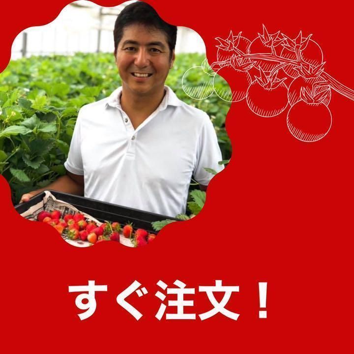 八ヶ岳産 リピトマト 約20kg 貴社のリピーター顧客と売上増が期待 