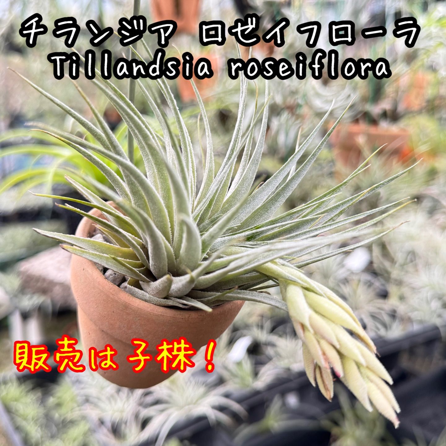 ブロメリア・エアープランツ Tillandsia Roseiflora ブロメリア・エアープランツ Tillandsia roseiflora Hybrid