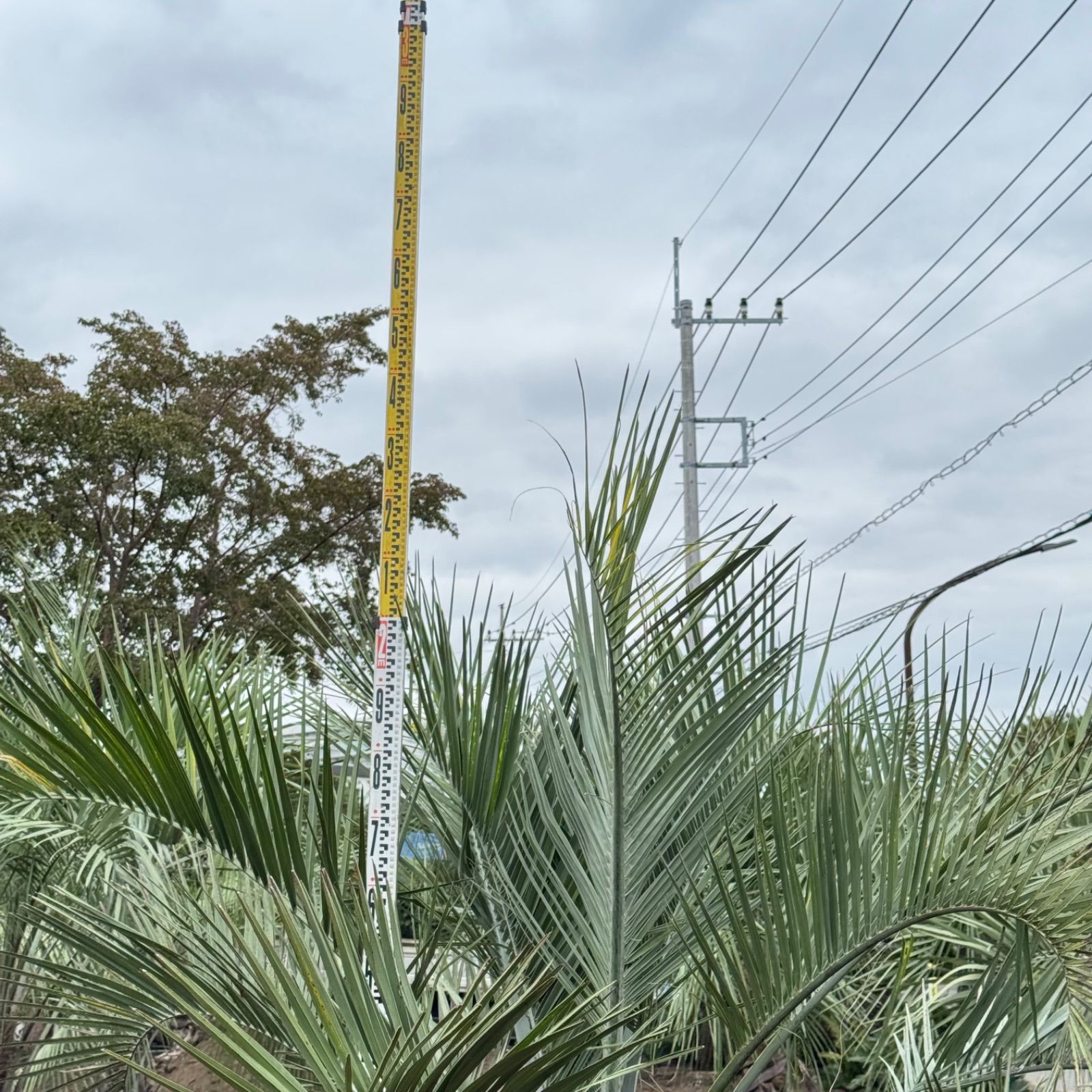激安】2.3m 幹太 ココスヤシ - メルカリ