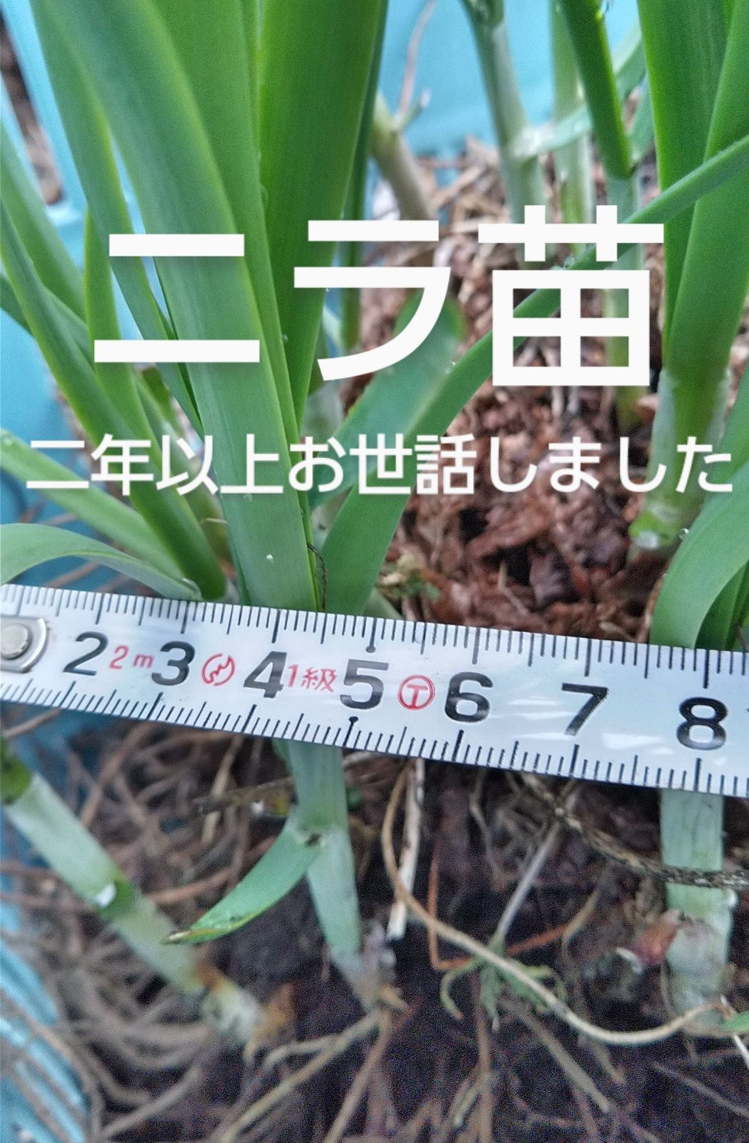 ゆうじん　ニラ農家のニラ苗　500本　新苗 ゆうじん様専用 ニラ農家のニラ苗 500本 新苗 （楽天市場】大葉