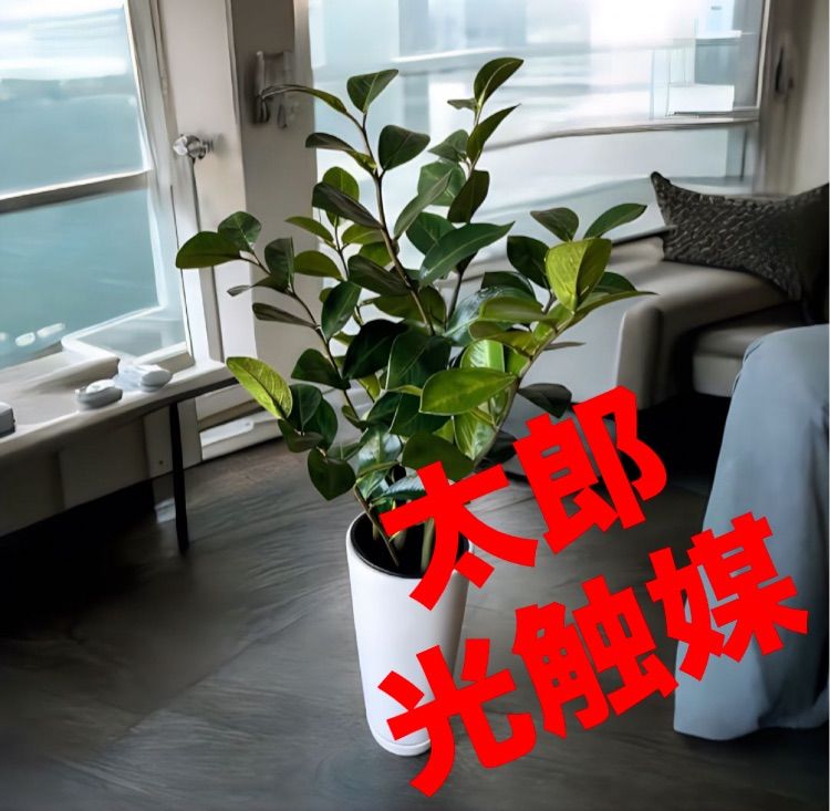 光触媒　人工観葉植物　ウォールグリーン　フェイクグリーン　ザミフォリア 55cm 光触媒 人工観葉植物 ウォールグリーン フェイクグリーン ザミフォリア