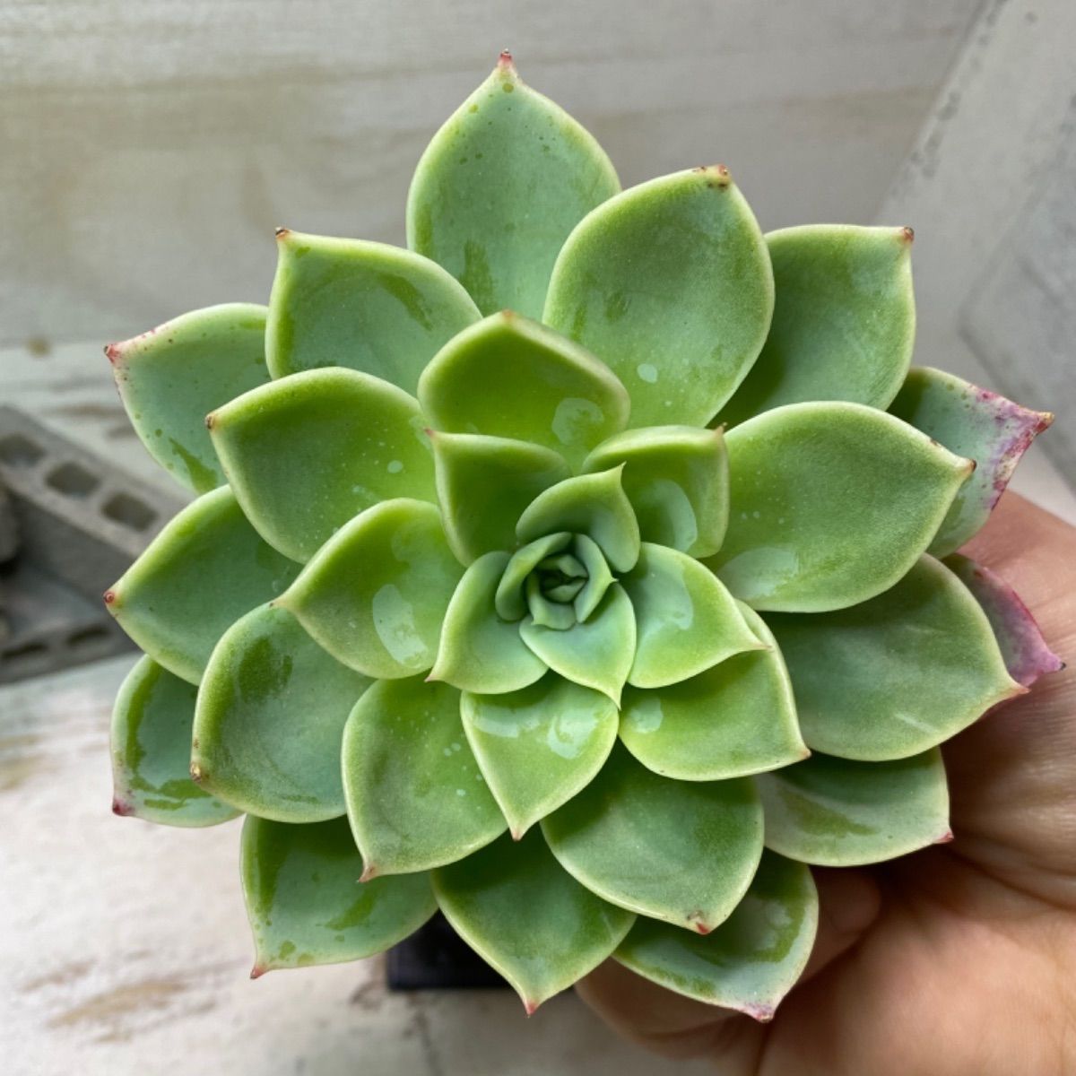 メルカリshops 多肉植物 パンジー No 1