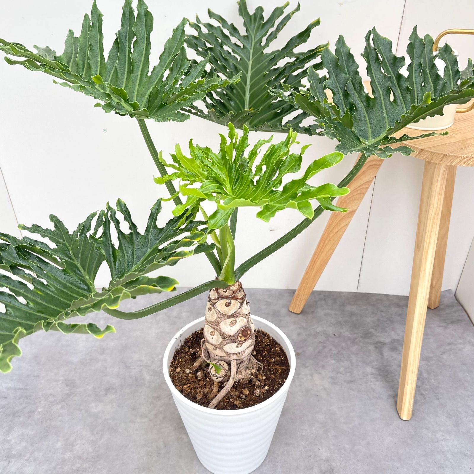 フィロデンドロン セローム 根上がり 6【現品】観葉植物 室内 大型