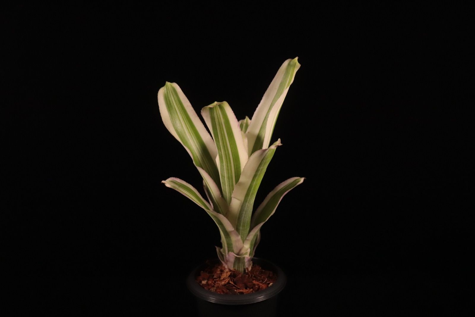 Billbergia 'Moulin Rouge'〔ビルベルギア〕B313 送料無料】Billbergia 'Moulin Rouge'〔ビルベルギア〕現品発送