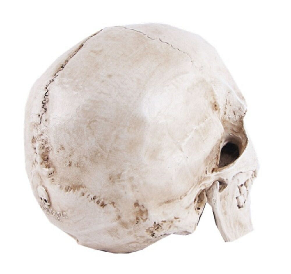 人体模型 骨格標本