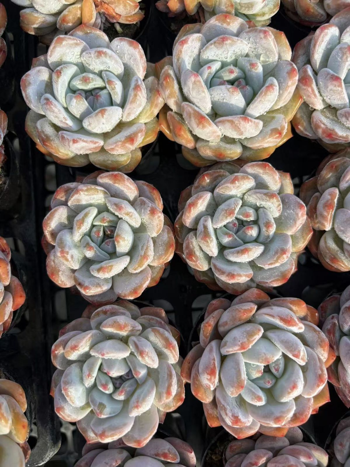 50株の抜き苗セット】オレンジモンロー単頭 多肉植物 佐川急便発送