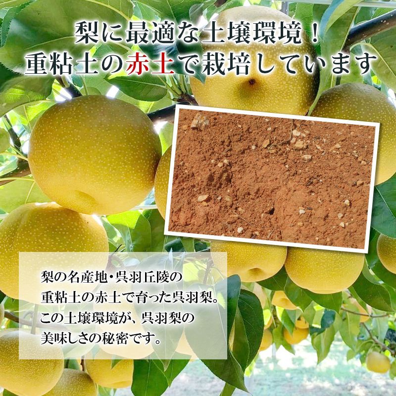 予約 10月上旬出荷予定】秀品 大門梨 低農薬 有機栽培 新高 10kg 富山