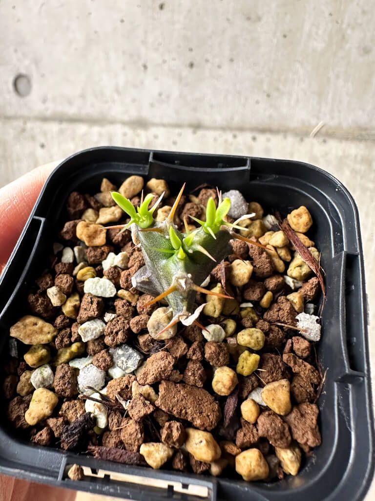 ムランジーナ 発根済 塊根植物 W329【自社養生株】ユーフォルビア