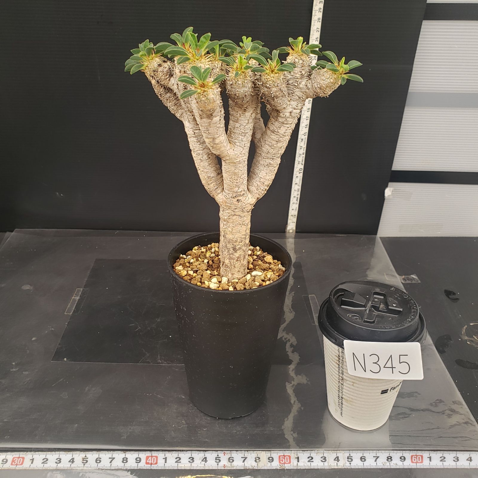 ユーフォルビア　ギラウミニアナ　現地球　発根株　（鉢付き） N349【自社養生株】ユーフォルビア ギラウミニアナ（現地球・発