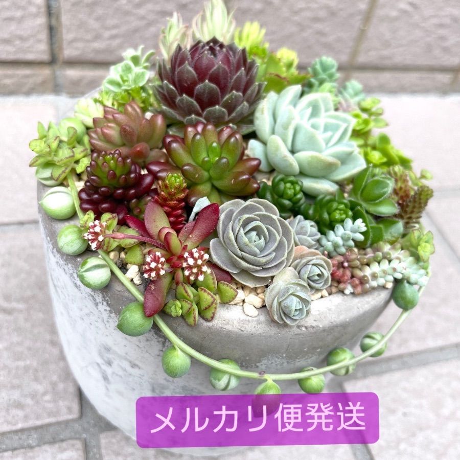 ☆多肉植物寄せ植えセット☆レアセダム☆セダムカット苗☆カット苗