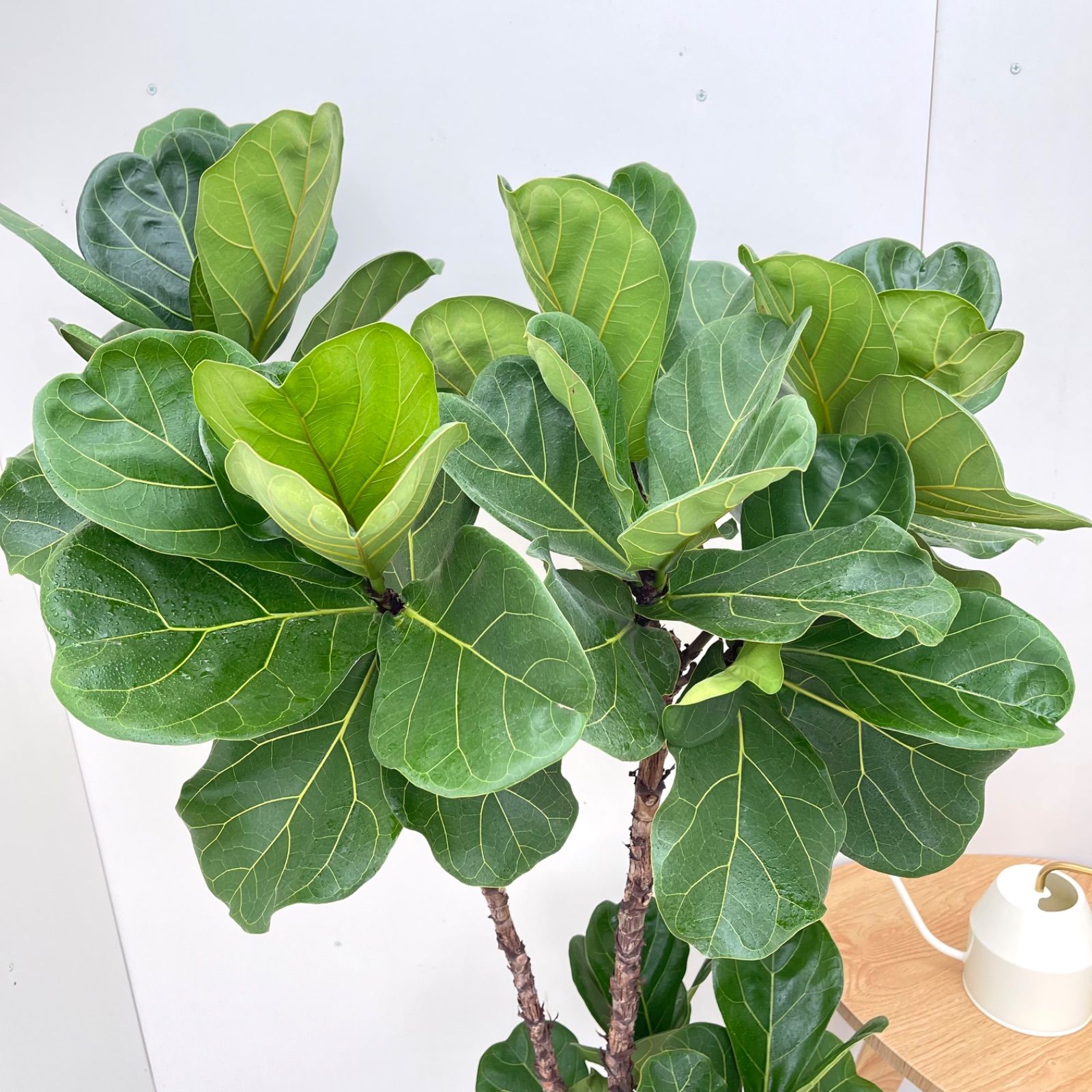 カシワバゴム フィカス リラータ 10 現品 観葉植物 大型 室内 WWW_OLIVIERBERNSTEIN_COM