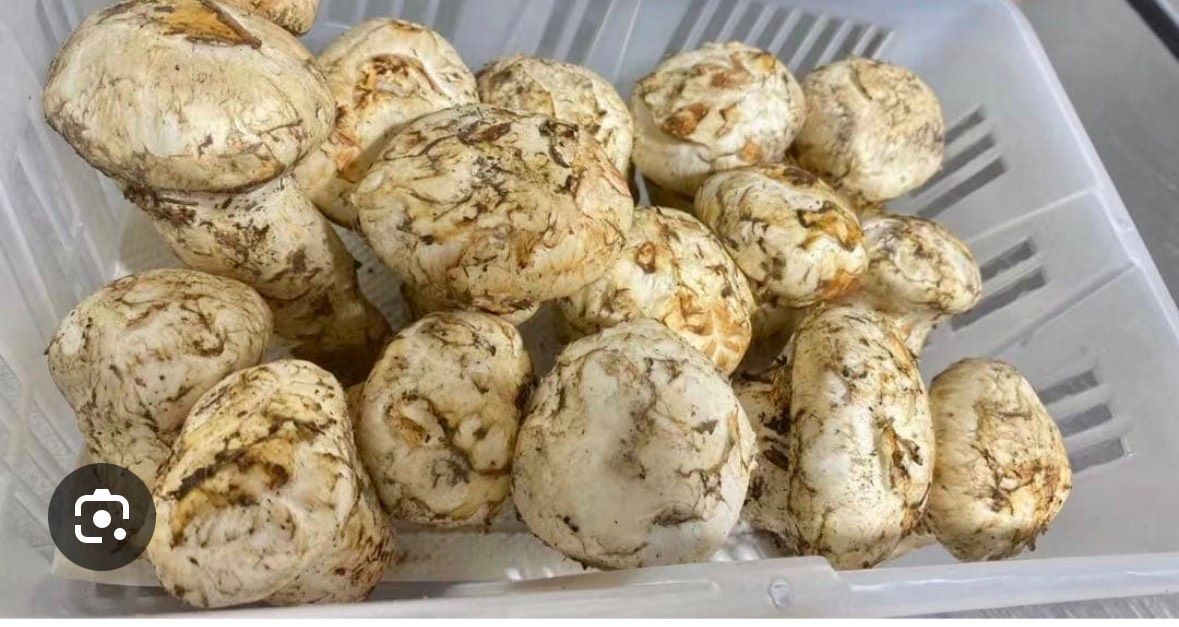 北米産 松茸 1Mサイズ 約1kg 1ケース 4