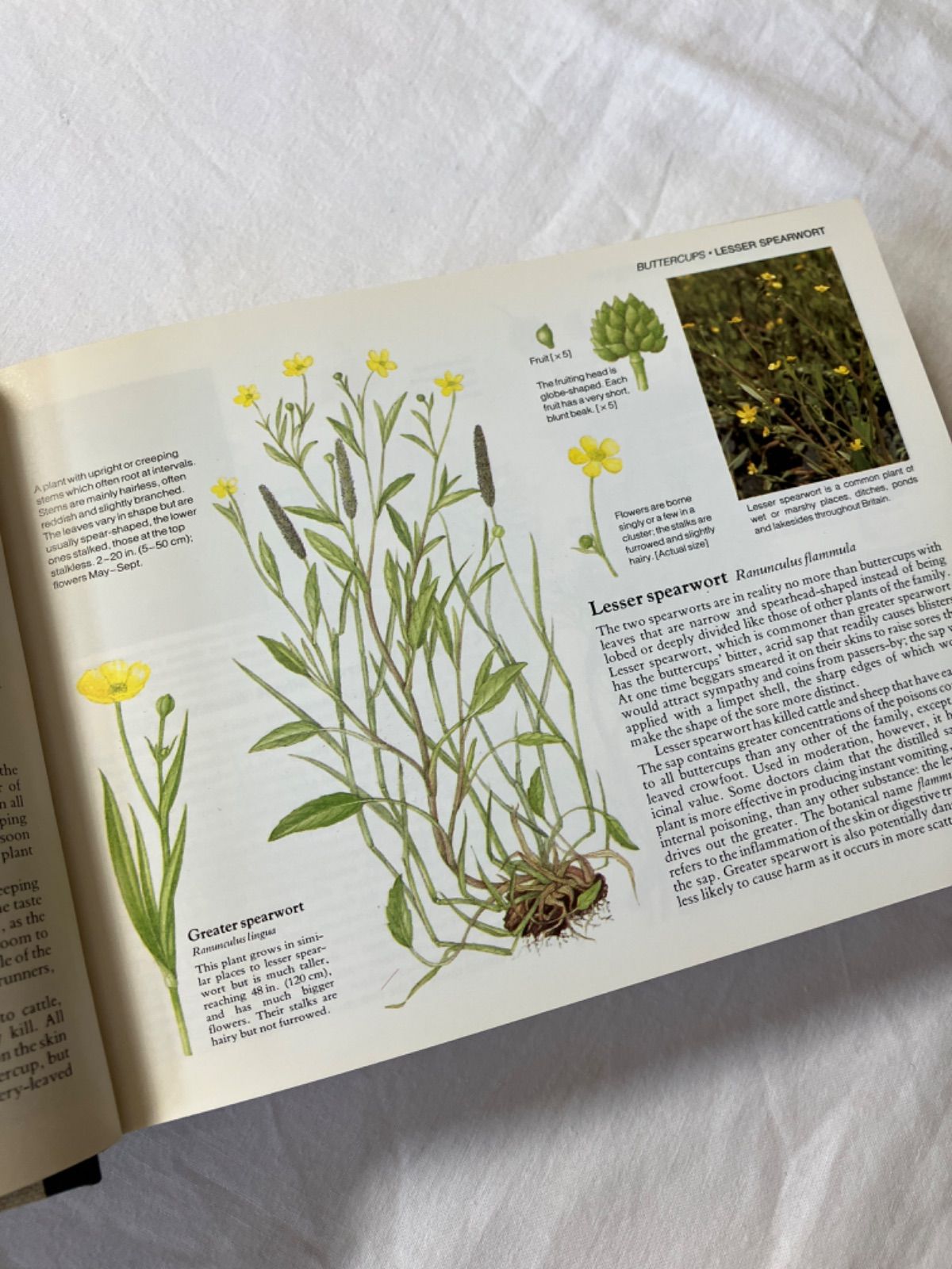 レア 人気 超希少 イギリス アンティーク 野生植物図鑑 イギリスの野生植物図鑑 Wild Flowers of Britain - メルカリ
