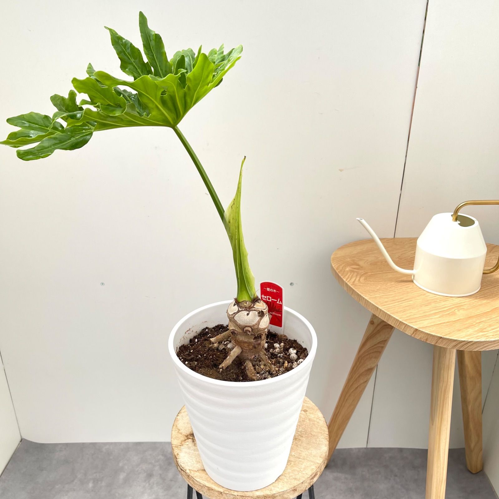 フィロデンドロン セローム 根上がり 1【現品】観葉植物 室内 6号