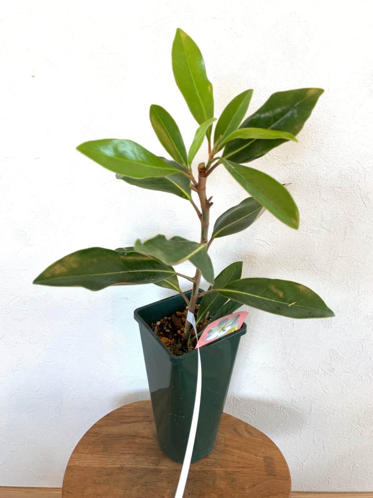 ◆タイサンボク　リトルジェム◆シンボルツリー◆レアな接木苗◆ ◇タイサンボク リトルジェム◇接木◇シンボルツリー◇ - メルカリ