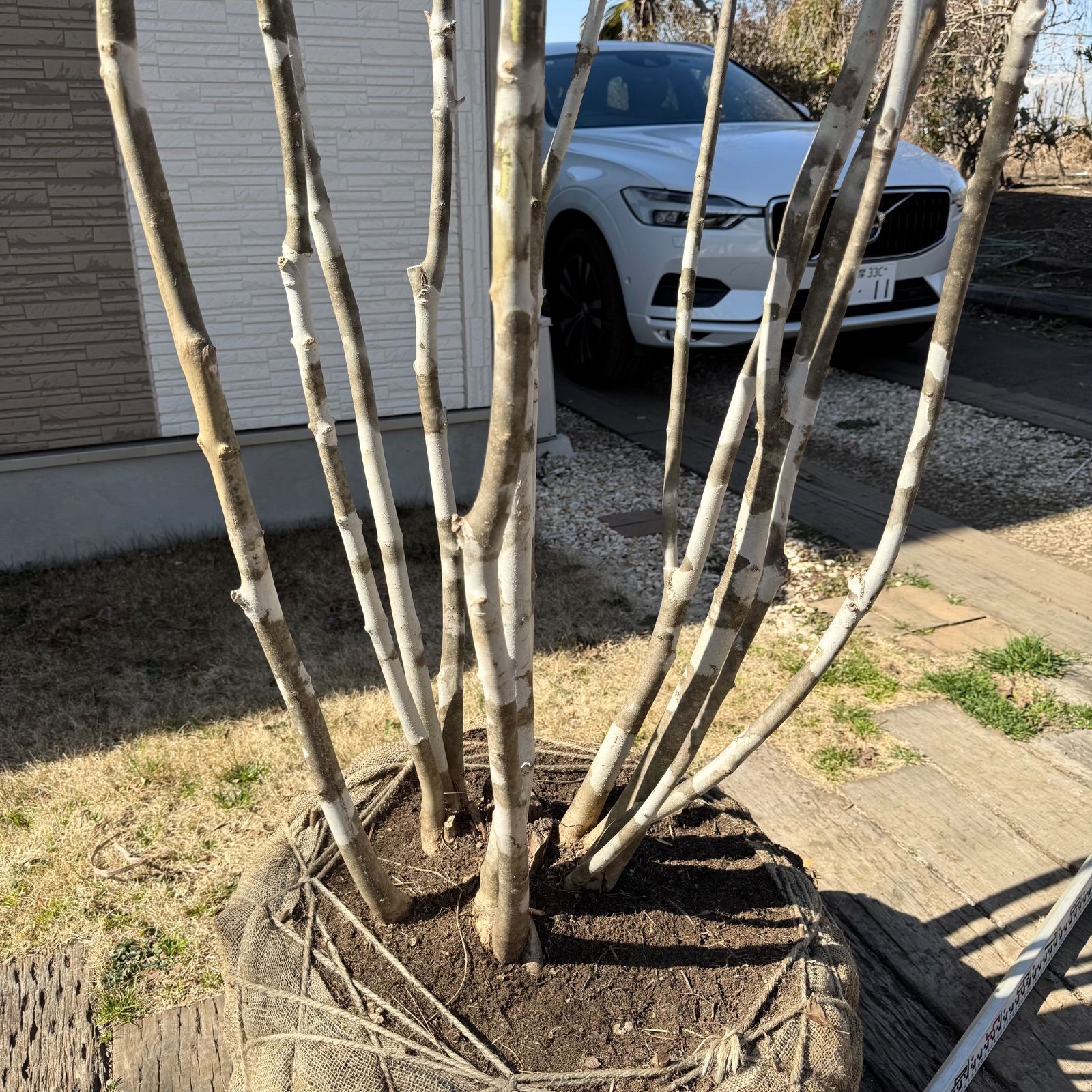 無比。。特大の極上アオダモ。 無比。。特大の極上アオダモ。 無比。。特大の極上アオダモ。 【公式通販】