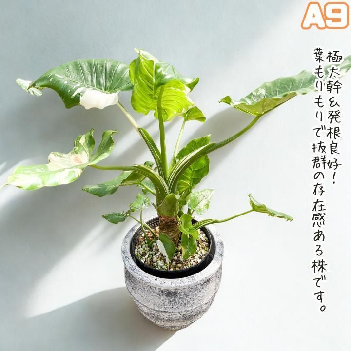 大株