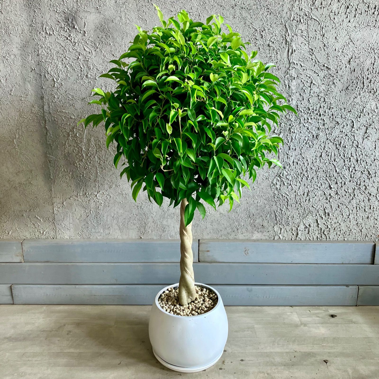 割引 【厳選された植物と鉢】ねじり仕立て フィカス ベンジャミン 8号