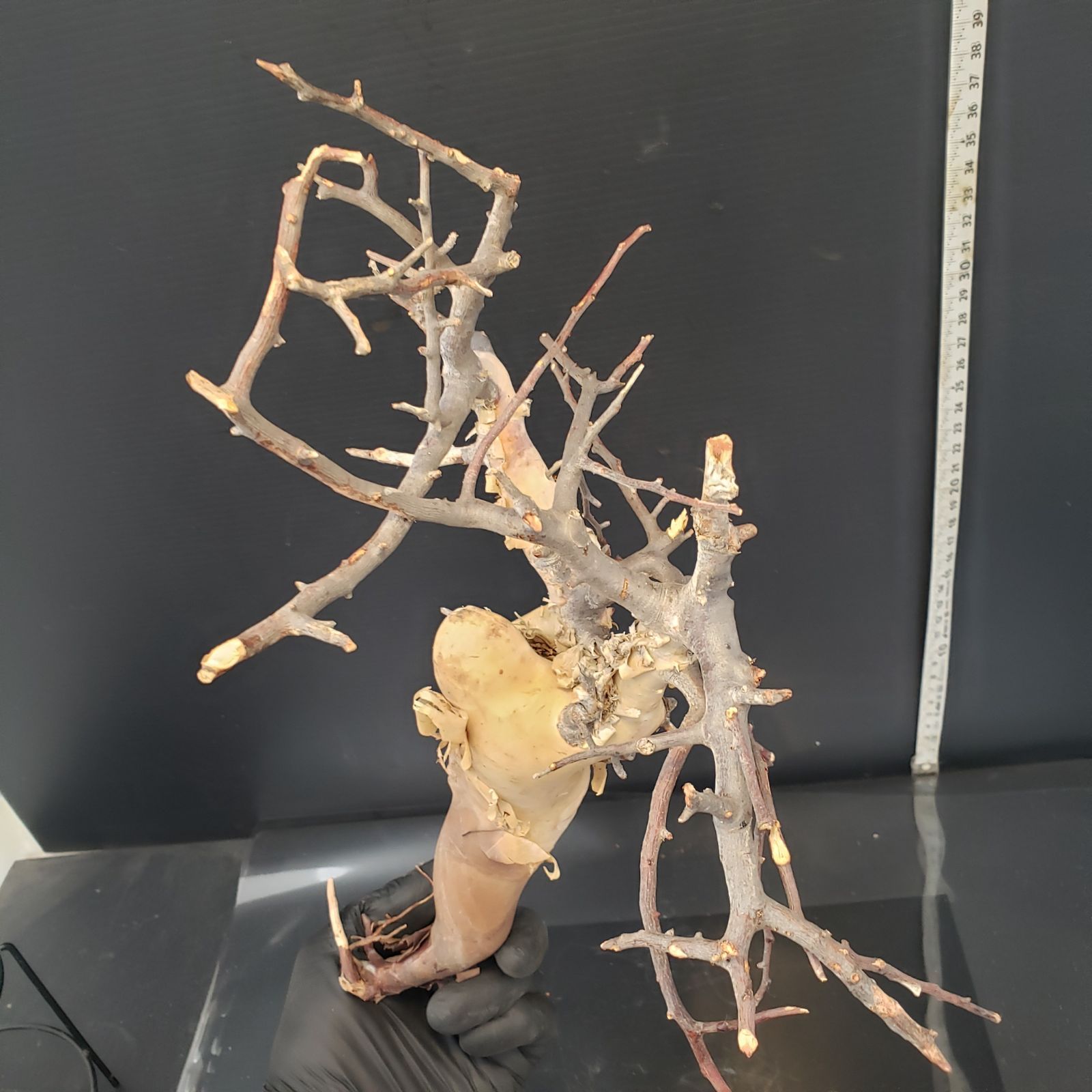 Z432 最新到着 Commiphora カタフピュア 現地球 抜き苗 灌木系 塊根植物 コミュフォラ カタフピュア