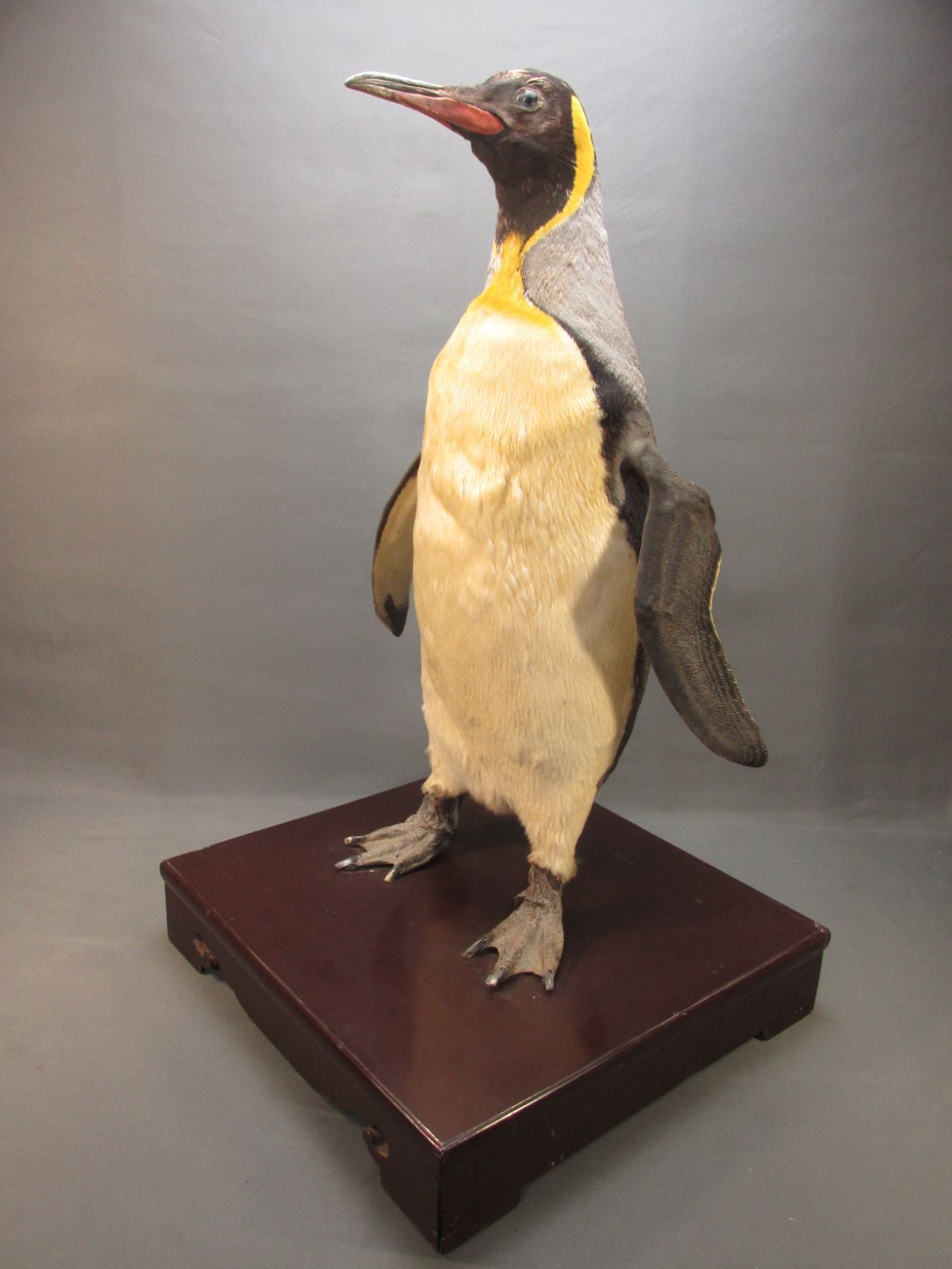 皇帝ペンギン　本物剥製　身長69cm - メルカリShops