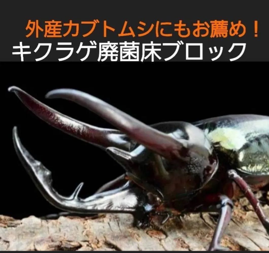 モデル着用＆注目アイテム カブトムシ幼虫の栄養強化に！キクラゲ菌床