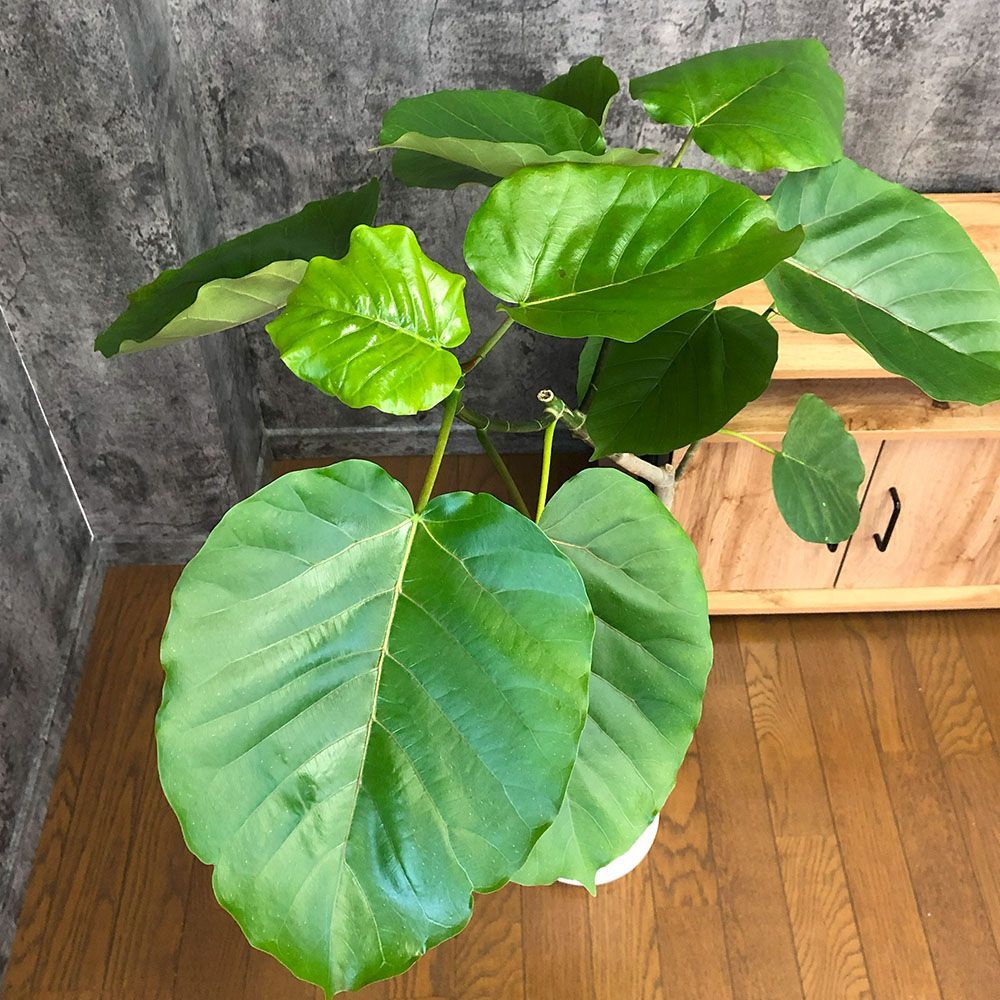観葉植物 大型 ウンベラータ フィカス 7号 【現品】 選べる樹形 白