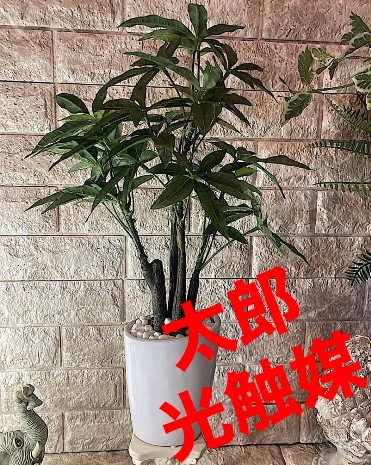 光触媒 人工観葉植物