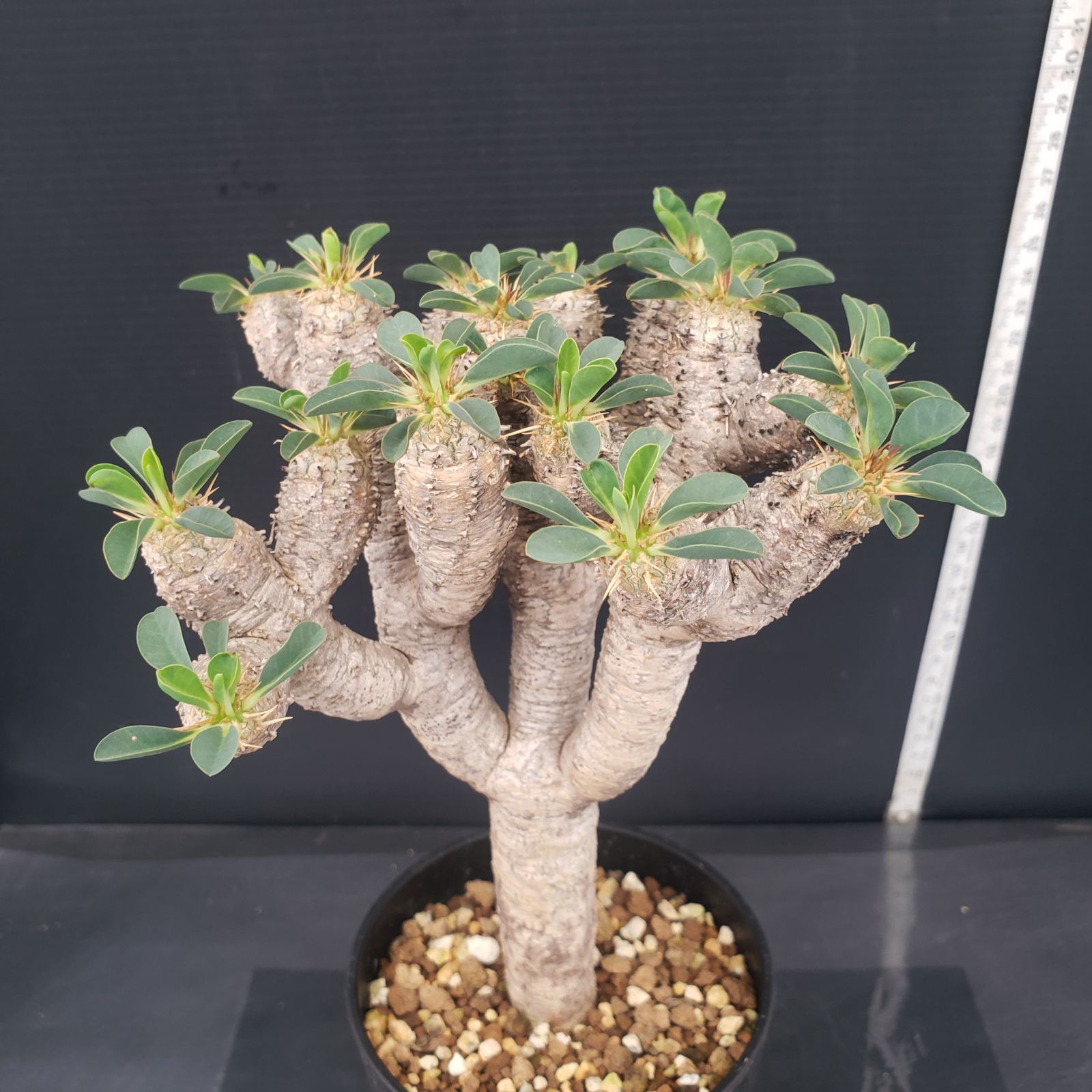 【専用】珍奇植物 ユーフォルビア ギラウミニアナ 現地球 発根済み Amazon.co.jp: ユーフォルビア ギラウミニアナ 現地球 発根済み
