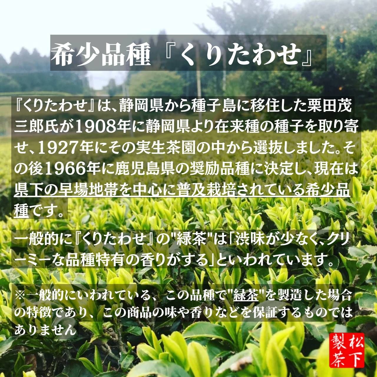 【2022年産/希少品種】種子島の有機緑茶『くりたわせ』 茶葉 100g-3