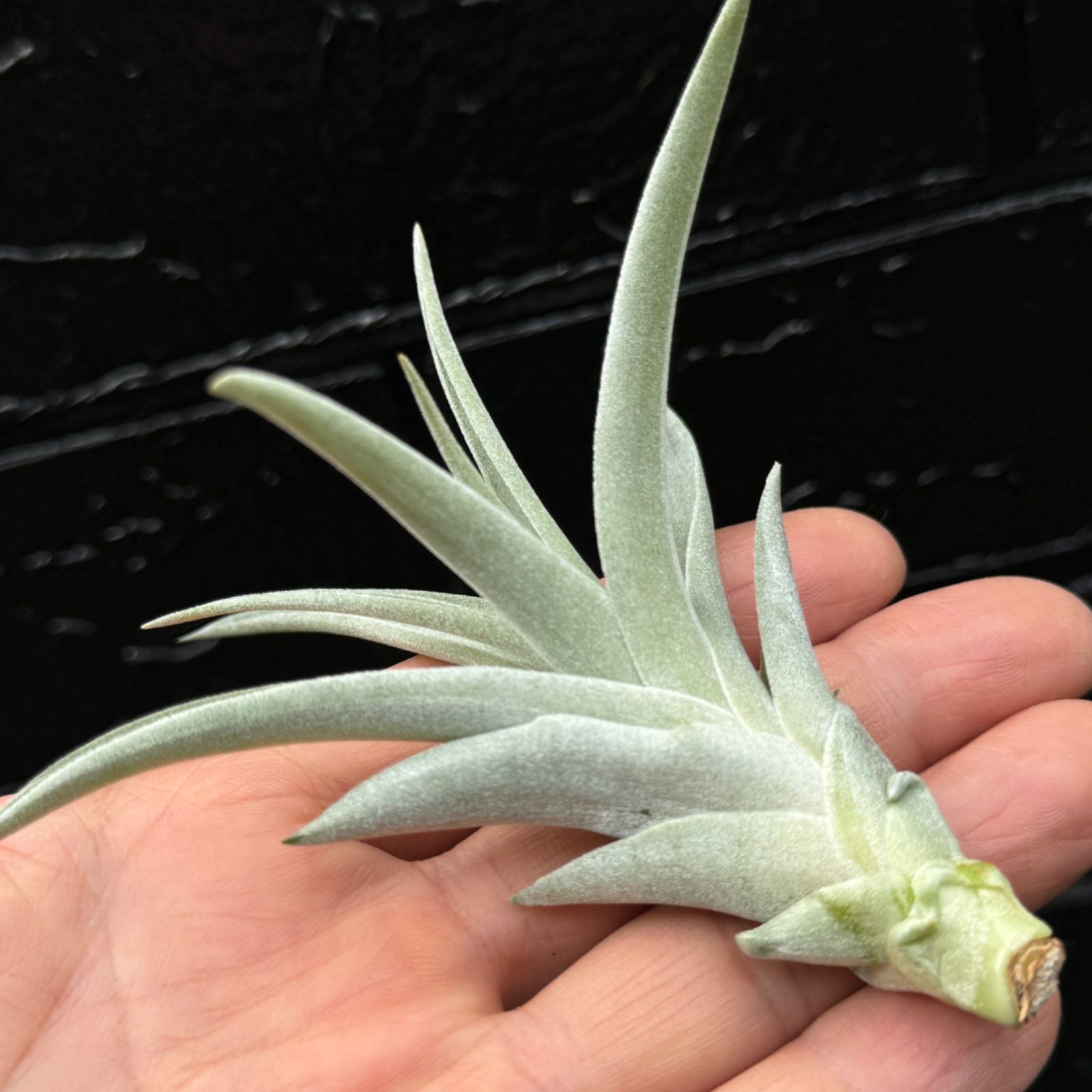 チランジア ハリシー × キセログラフィカ Tillandsia harrisii