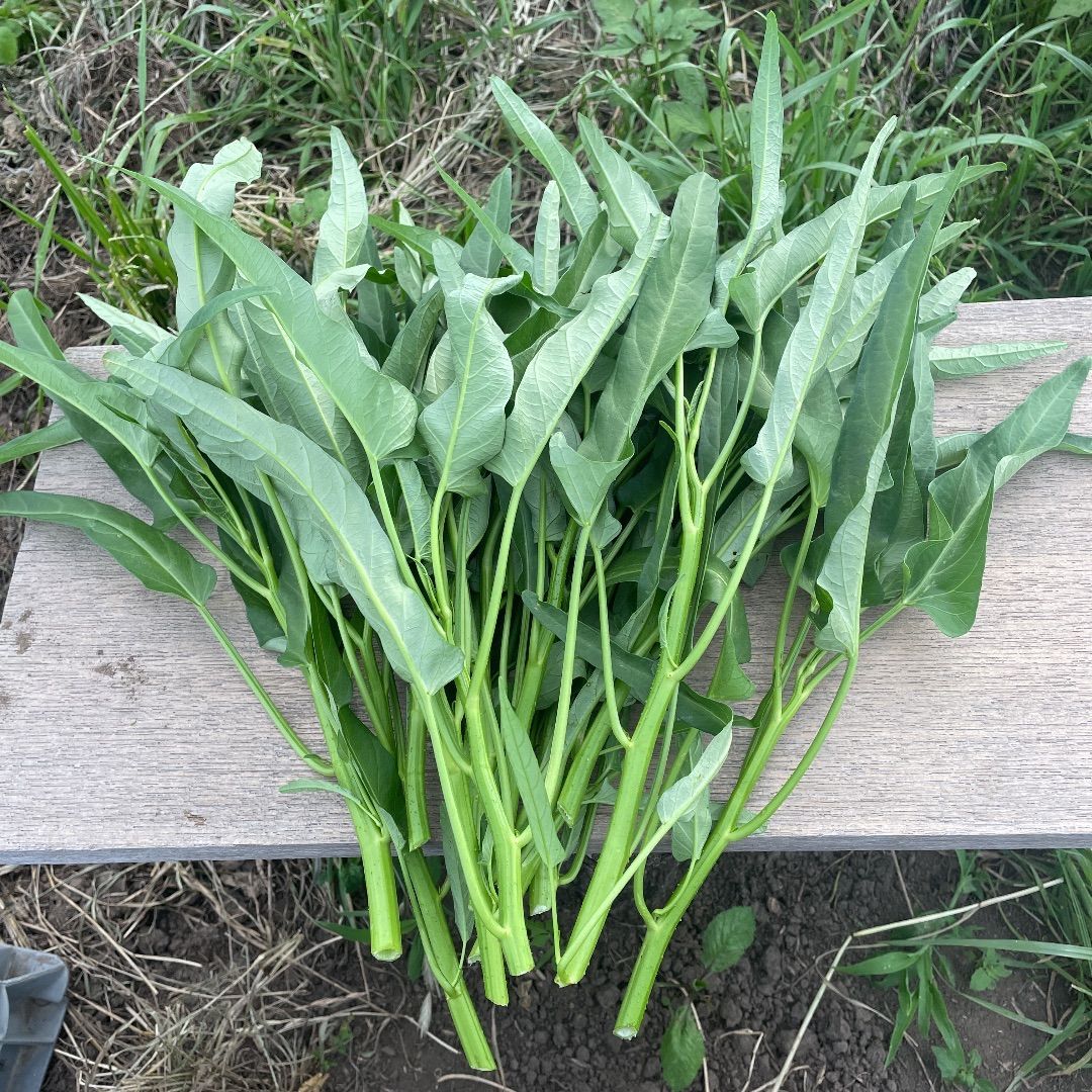 空芯菜】1キロ 炒めてパキッ、シャキッと夏野菜。 | 野菜/葉物