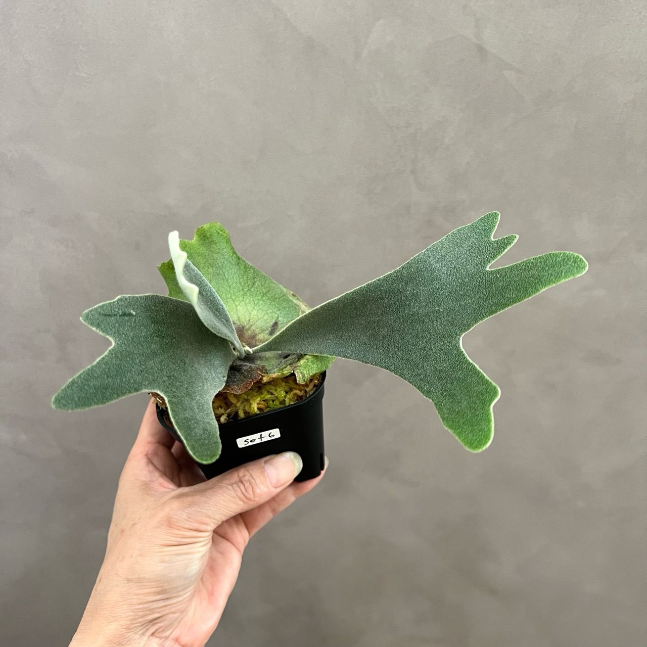 Madagascariense　胞子培養　2　ビカクシダ Madagascariense ビカクシダ 胞子培養