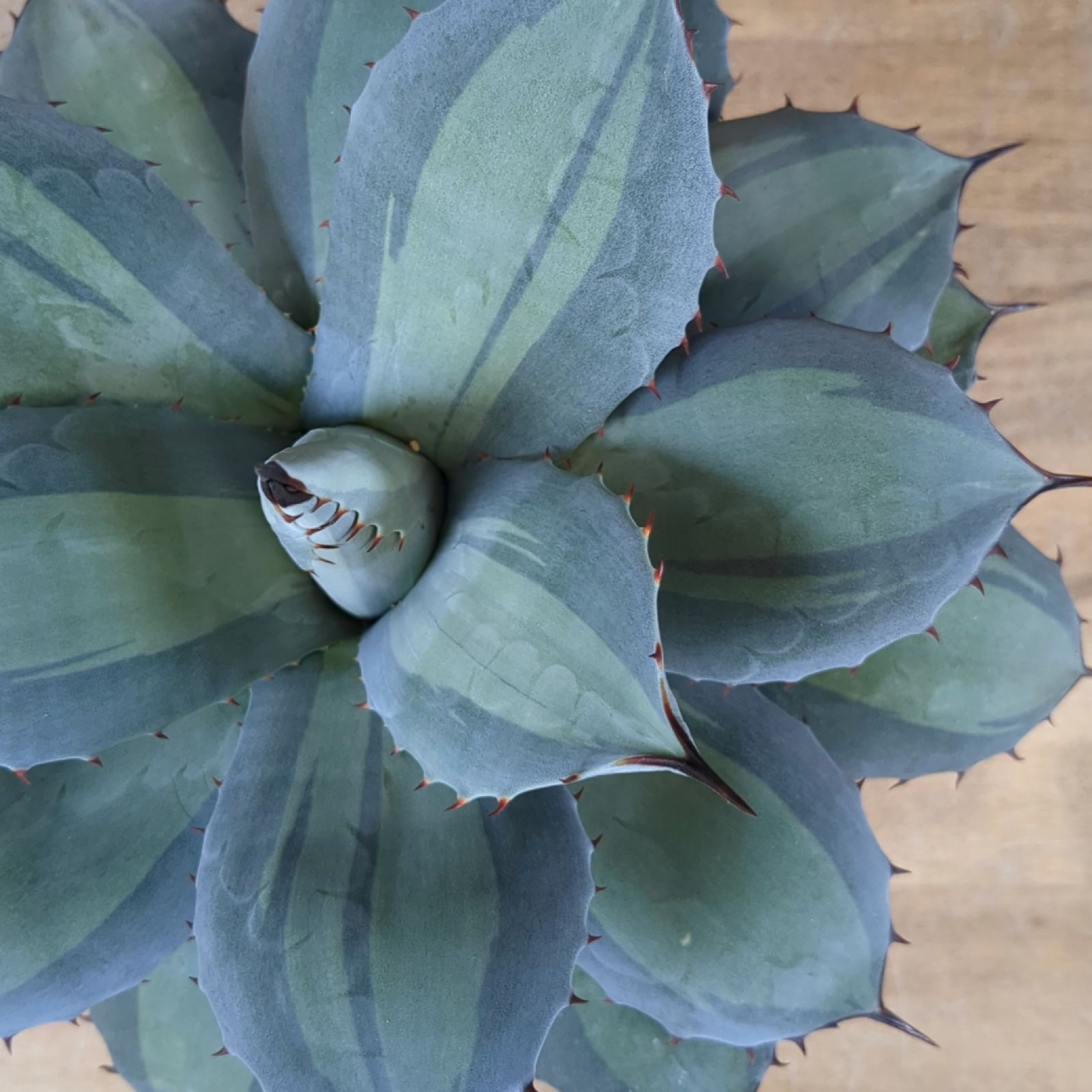 アガベ パリー 【 吉祥天錦 】早いもの勝ち 鉢のまま発送 - メルカリ