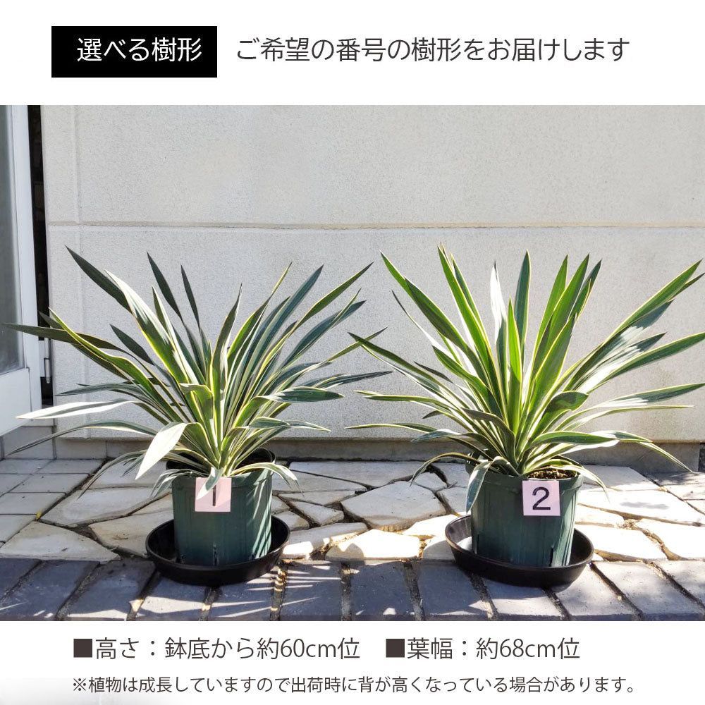 観葉植物 ユッカ グロリオサ バリエガータ 7号 プラスチック鉢