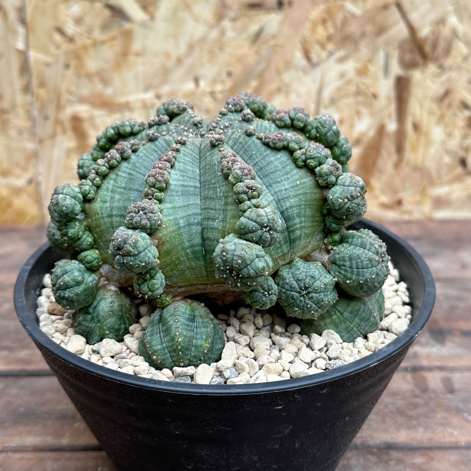 Euphorbia obesa ssp. symmetrica ユーフォルビア シンメトリカ 仔吹き 多肉植物